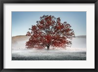 Red Oak in the Mist Fine Art Print