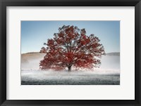 Red Oak in the Mist Framed Print
