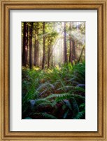 Oregon Redwoods Fine Art Print