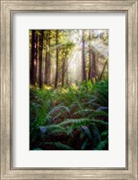 Oregon Redwoods Fine Art Print