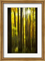 Autumn Forest Dream Fine Art Print