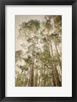 Towering Aspens 2 Fine Art Print