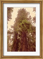 Redwoods II Fine Art Print