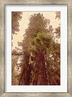 Redwoods II Fine Art Print