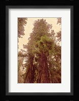 Redwoods II Fine Art Print