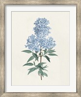 Victorian Garden Flowers III Blue Fine Art Print