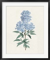 Victorian Garden Flowers III Blue Fine Art Print