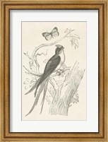 French Bird Etching Fine Art Print