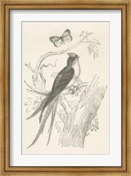 French Bird Etching Fine Art Print