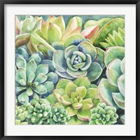 Succulents Fine Art Print
