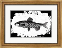 Fish II Fine Art Print