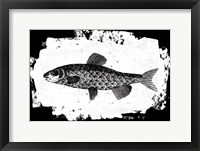 Fish II Framed Print