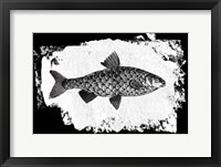 Fish I Framed Print