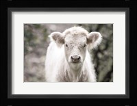 White Calf Fine Art Print