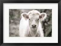 White Calf Framed Print