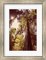 Redwoods 1 Fine Art Print