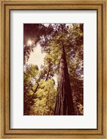 Redwoods 1 Fine Art Print