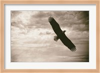 Sunray Eagle Fine Art Print