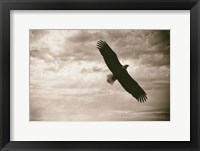Sunray Eagle Framed Print