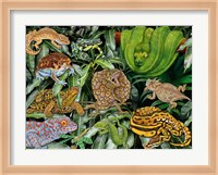 Reptile & Amphibians Fine Art Print
