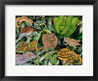 Reptile & Amphibians Fine Art Print