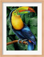 Toucan Fine Art Print