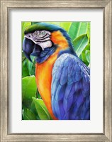 Macaw Fine Art Print