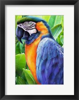 Macaw Fine Art Print