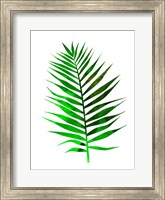 Chamaedorea Leaf Fine Art Print