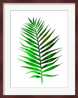 Chamaedorea Leaf Fine Art Print