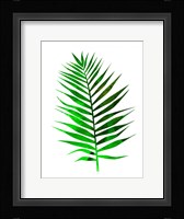 Chamaedorea Leaf Fine Art Print