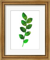 Zamioculcas Leaf Fine Art Print