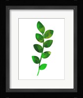 Zamioculcas Leaf Fine Art Print