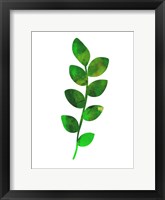 Zamioculcas Leaf Fine Art Print