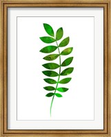 Tropical Zamioculcas Leaf Fine Art Print