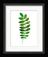 Tropical Zamioculcas Leaf Fine Art Print