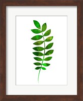 Tropical Zamioculcas Leaf Fine Art Print