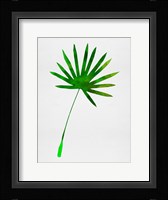 Tropical Chamaerops Leaf I Fine Art Print