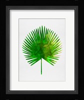 Tropical Chamaerops Leaf Fine Art Print
