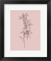 Lily Blush Pink  Flower Fine Art Print