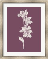 Lily Purple Flower Fine Art Print