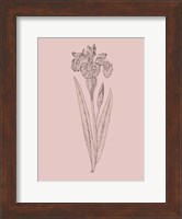 Iris Blush Pink Flower Fine Art Print