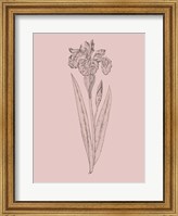 Iris Blush Pink Flower Fine Art Print