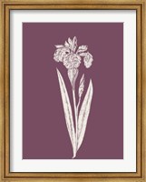 Iris Purple Flower Fine Art Print