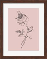 Rose Blush Pink Flower Fine Art Print