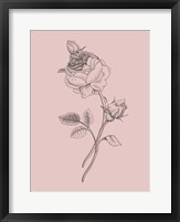 Rose Blush Pink Flower Fine Art Print