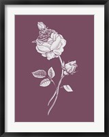 Rose Purple Flower Fine Art Print