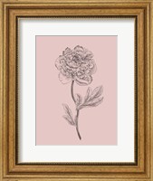 Peony Blush Pink Flower Fine Art Print