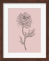 Peony Blush Pink Flower Fine Art Print