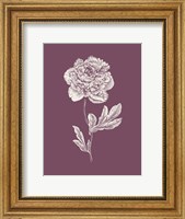 Peony Purple Flower Fine Art Print